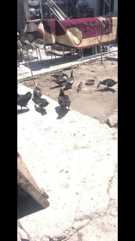 Tovuqlar va indautkalar sotiladi 6
