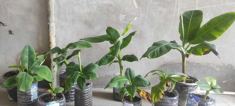 БАНАН кучатлари хосил беради. БAHAH саженцы плодоносящие BANAN — фото 1