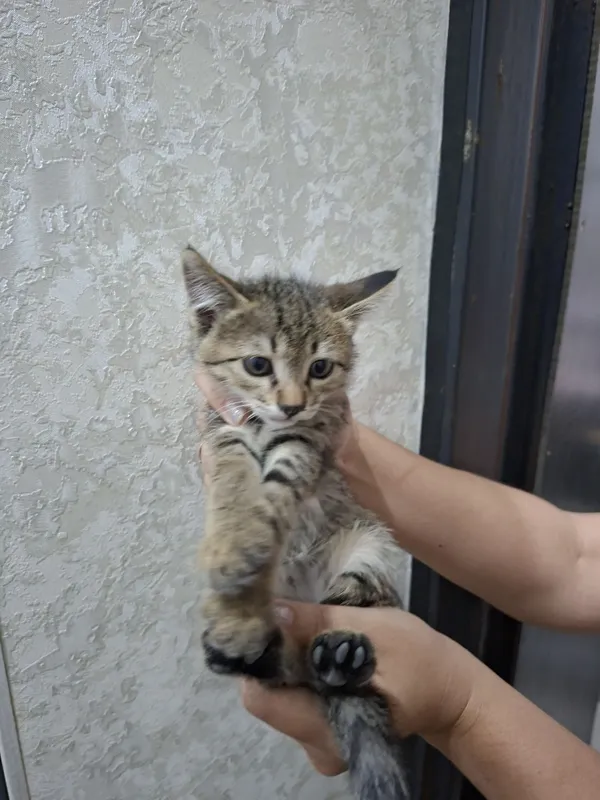 Домашние котята в добрые руки 2 Домашние котята в добрые руки 2