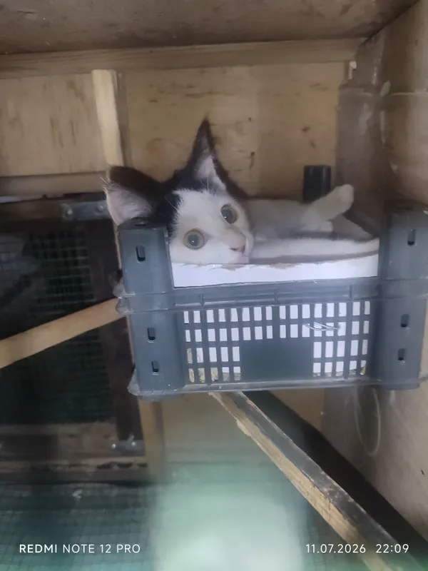 кошка кошка