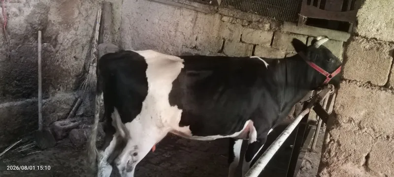 Ona bola sigir sotiladi 4