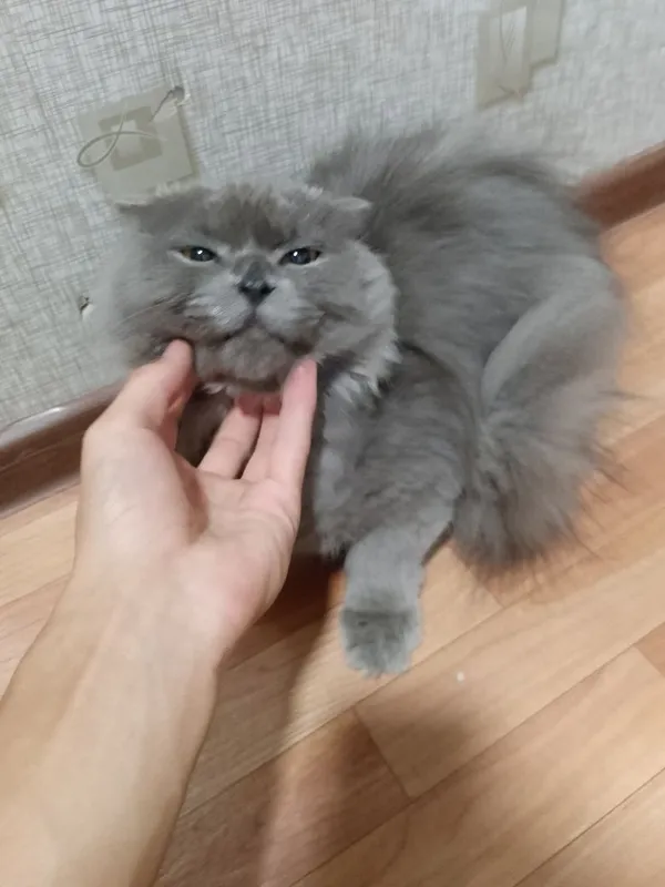 Британский скотиш 3 Британский скотиш 3