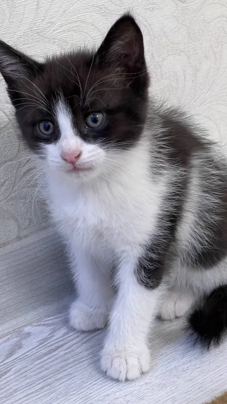 Котята в подарок 1 Котята в подарок 1