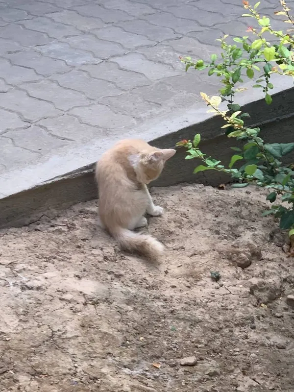 Кошки отдам даром 3