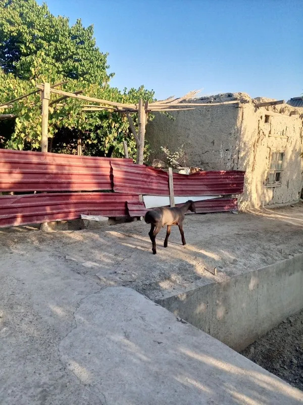 Qochqor bara sotiladi 3 Qochqor bara sotiladi 3