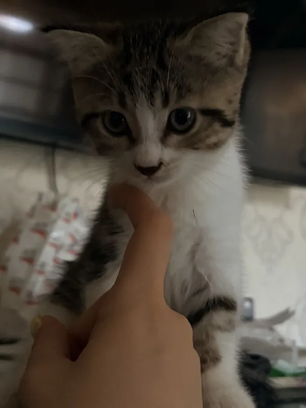 Отдаю домашних кошек в хорошие добрые руки 3 Отдаю домашних кошек в хорошие добрые руки 3