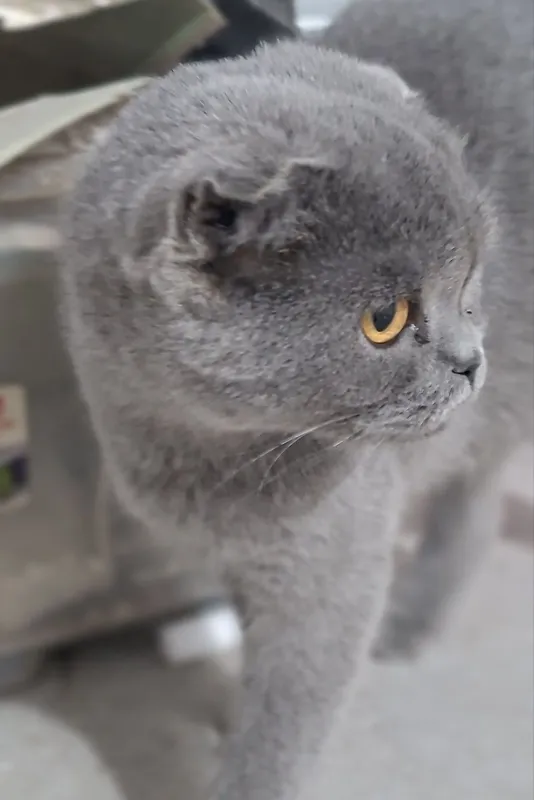 Продаётся молодая кошечка ,скотиш фолд . 2