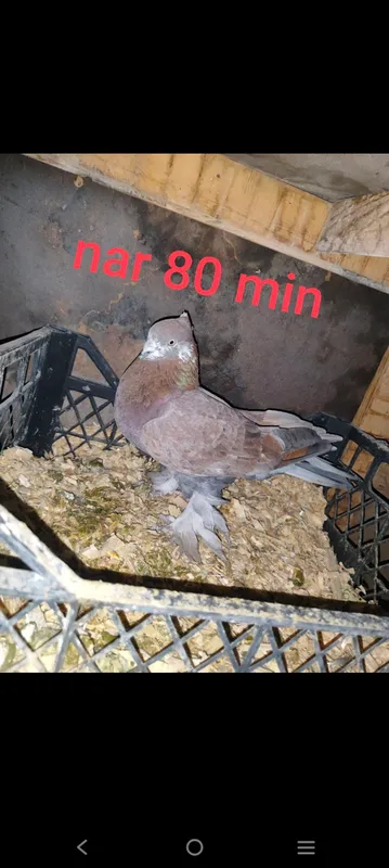 kaptar