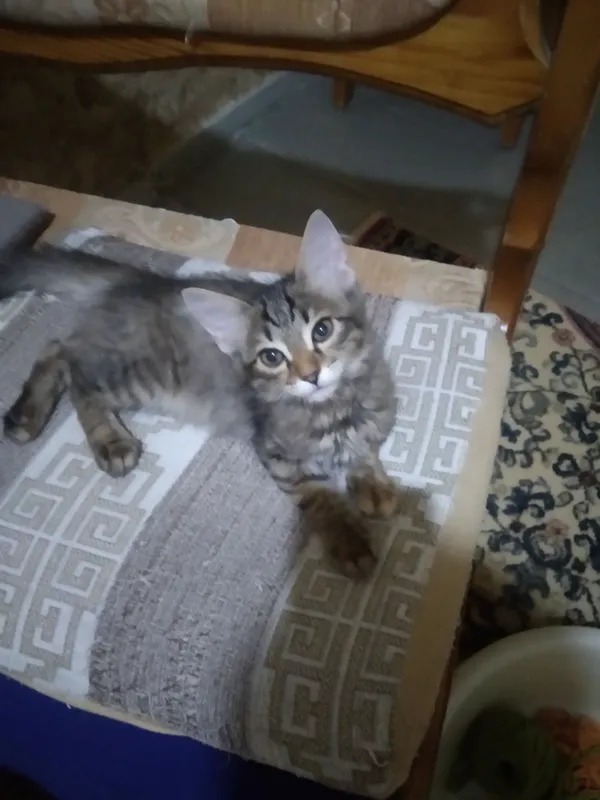 котята 8 котята 8
