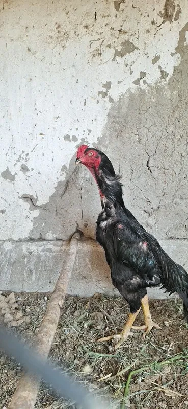 Dakan huroz yoshiga tulgan soglom 1 Dakan huroz yoshiga tulgan soglom 1