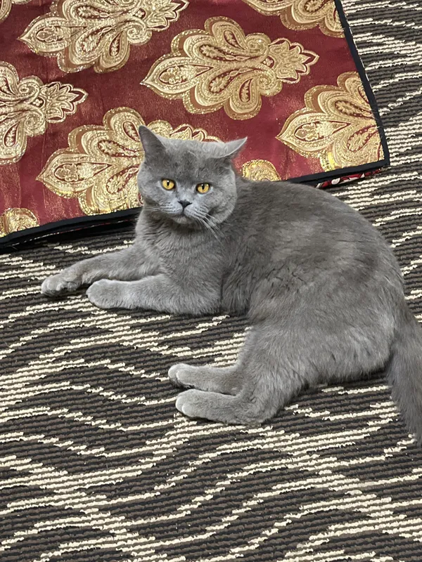 Mushuk yoshi 1,5  oʻqil