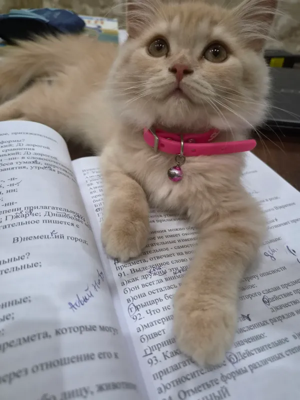 Продаётся котёнок кремового окраса 5 Продаётся котёнок кремового окраса 5