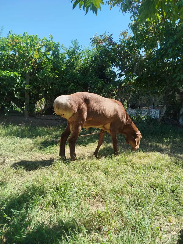 Qoʻchqor sotiladi 7 Qoʻchqor sotiladi 7