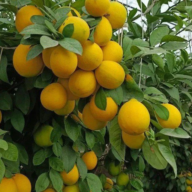 Limon apilsin mandarin kivi — фото 3