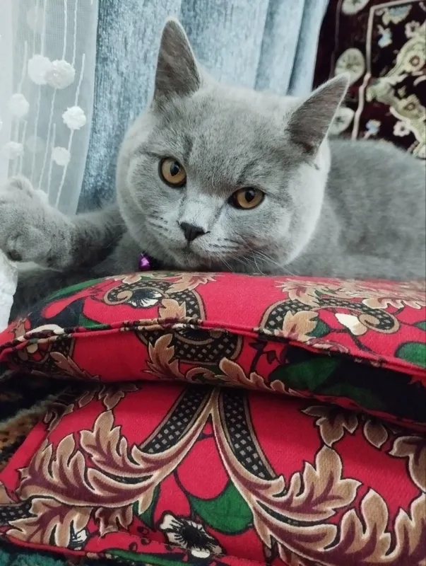 кот 1 кот 1