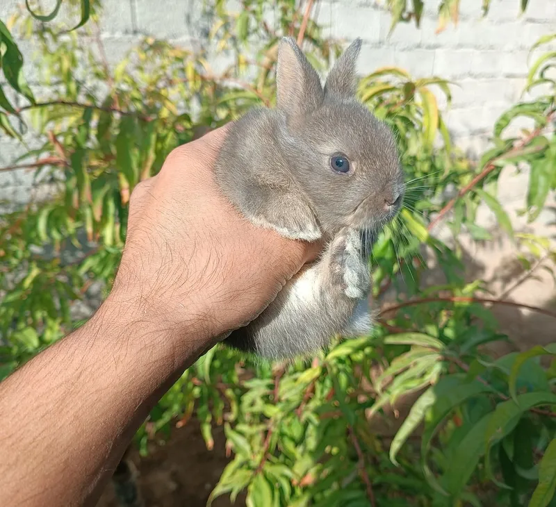 karlik quyon bolalari 3 karlik quyon bolalari 3