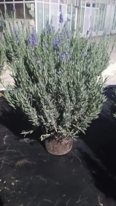 Lavanda — go‘zallik, nafislik va xushbo‘y hid bir joyda! 6 Lavanda — go‘zallik, nafislik va xushbo‘y hid bir joyda! 6