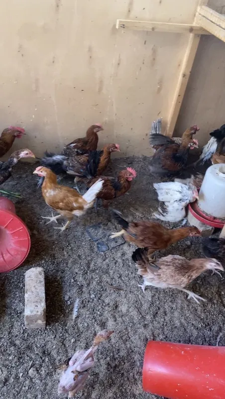 Sotiladi 4oylik xo’rozlar narxi 75ming dan 2