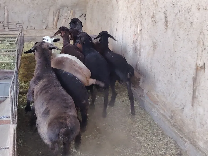 Barralar sotiladi. Arpa va beda bilan boqilgan. 4 Barralar sotiladi. Arpa va beda bilan boqilgan. 4