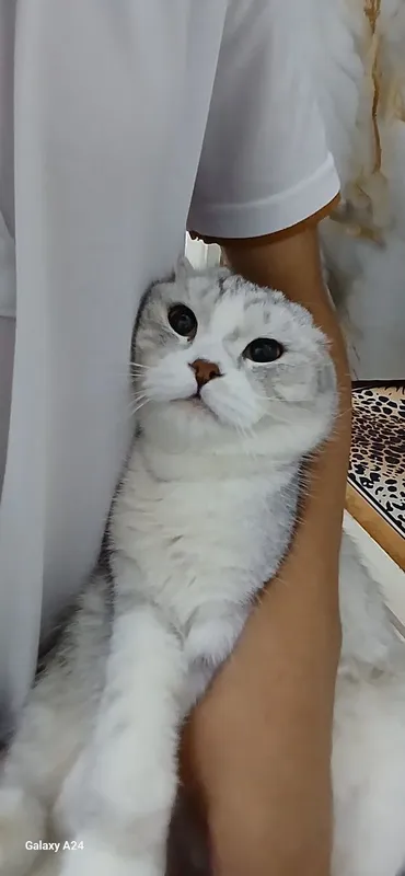 Scottish fold 1 yarm yosh ogl bola 1 Scottish fold 1 yarm yosh ogl bola 1