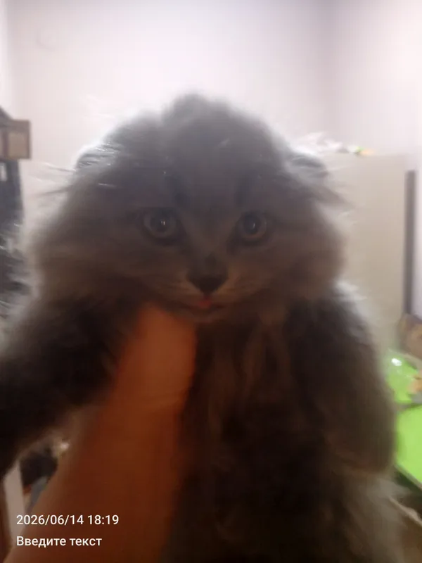 Умный котенок ждёт хозяина — фото 3