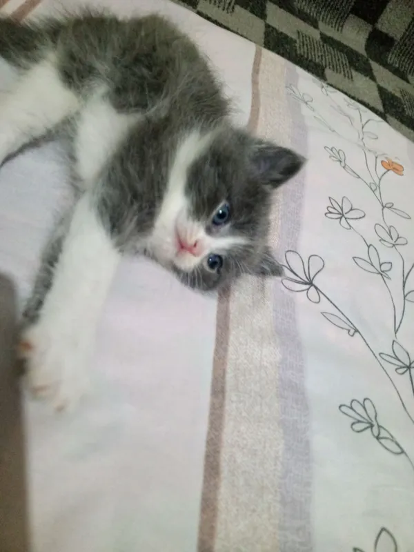 продаются котята Британцы — фото 1