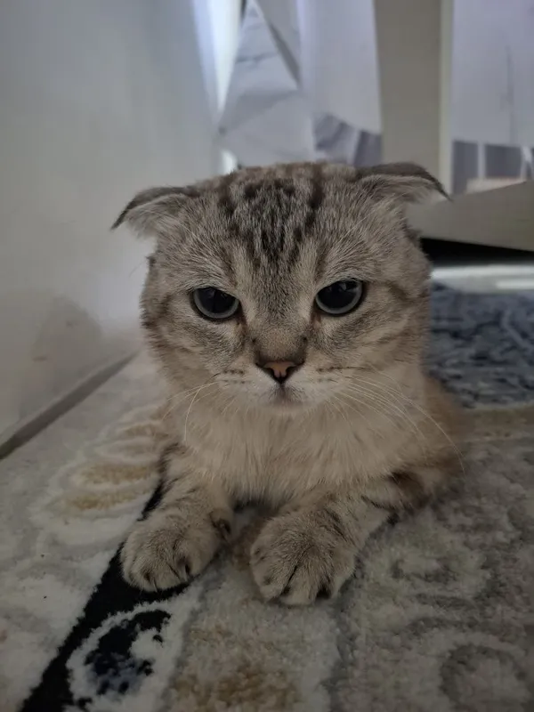 Кошка шотланский