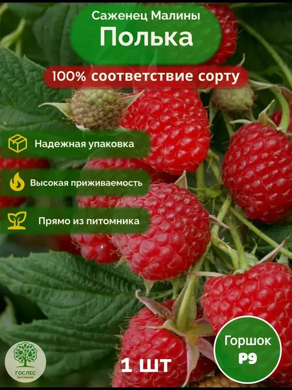 Malina Primum yrik sorti polka продам малины В примум классе полка 4 Malina Primum yrik sorti polka продам малины В примум классе полка 4