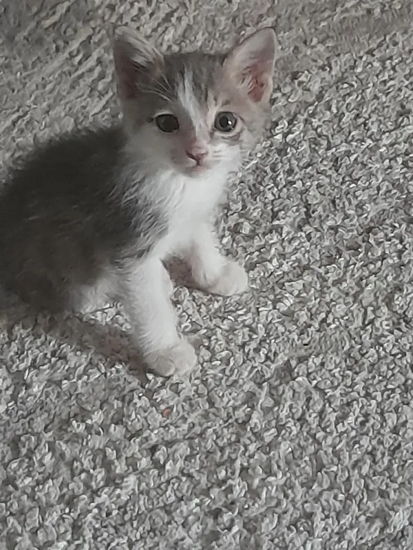 Котенок в добрые руки