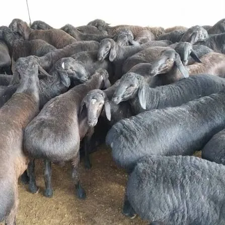 qo'chqorlar 79000 dan qassob xizmati ham bor