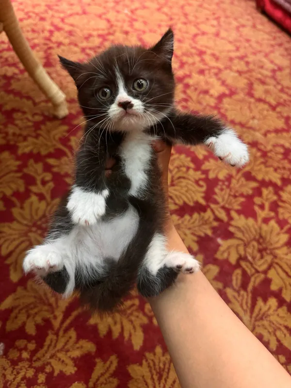 Скоттиш страты — фото 3