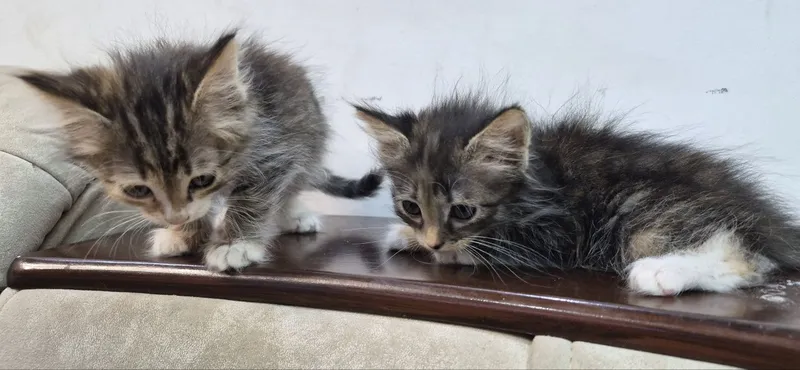 2,5 oylik mushukchalarni yaxshi qo‘llarga beraman 1