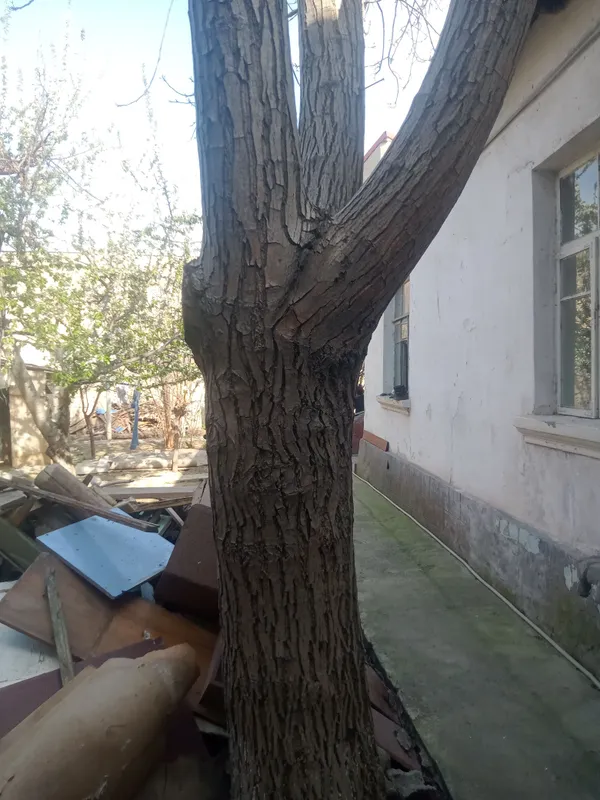 продам дерево орех срочно 3 продам дерево орех срочно 3