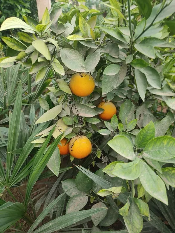 Apilsin,Mandarin,Kumkuvat,Pomello — фото 5