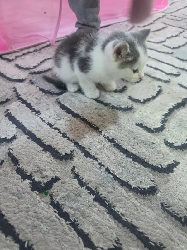 Продаются котята