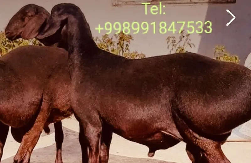 Qassob xizmati,Aqiqa exson qurbonlik talablariga — фото 1