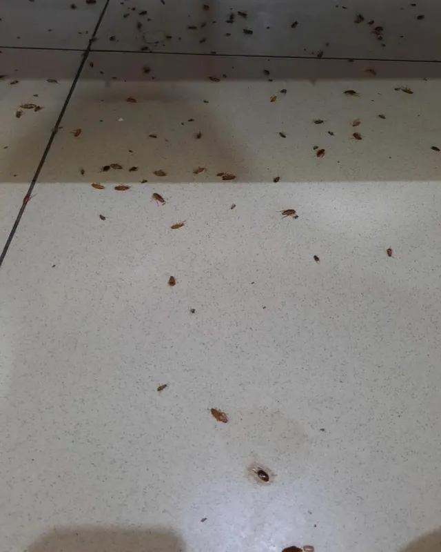Tez yordam — Klop, Tarakan, Bedbug Dezinfeksiya Navoiy — фото 2