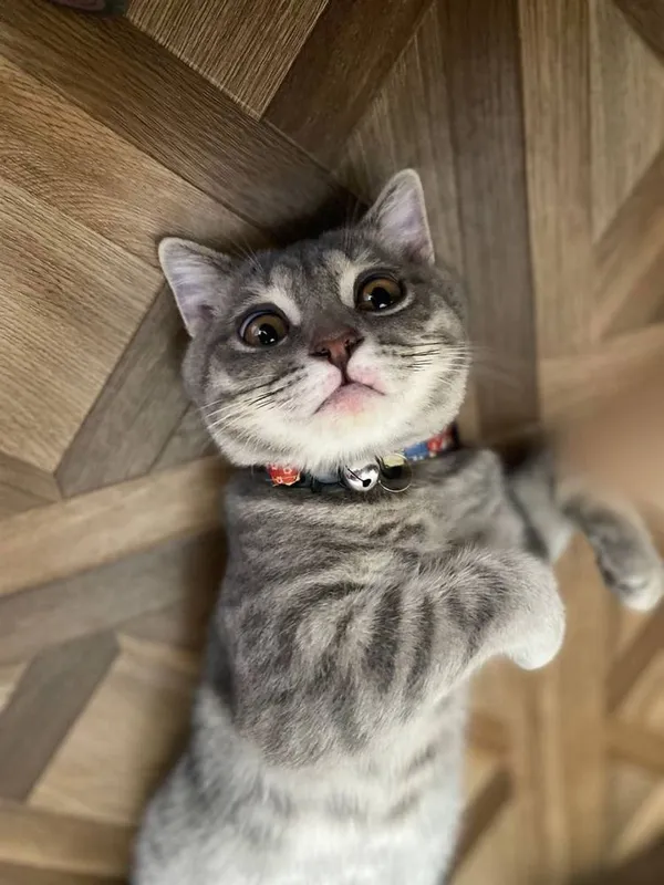 Porno video qora tanli ayolni oq tanli yigit sikishi