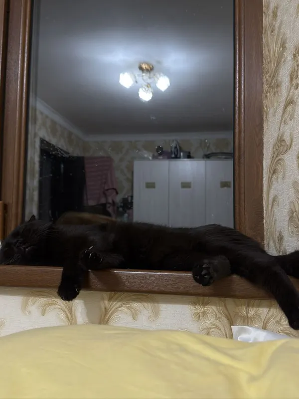 Вязкага мушу скоттиш фолд 4