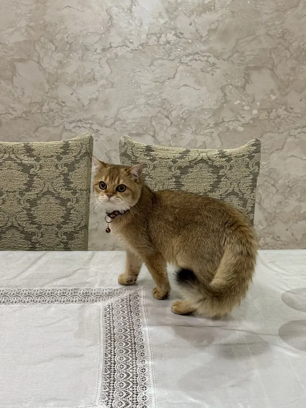 Shinshila Golden