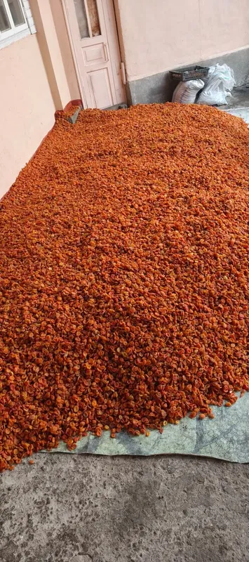 Курага Жолтий, красный средний сорт Урик коки — фото 2 Курага Жолтий, красный средний сорт Урик коки — фото 2