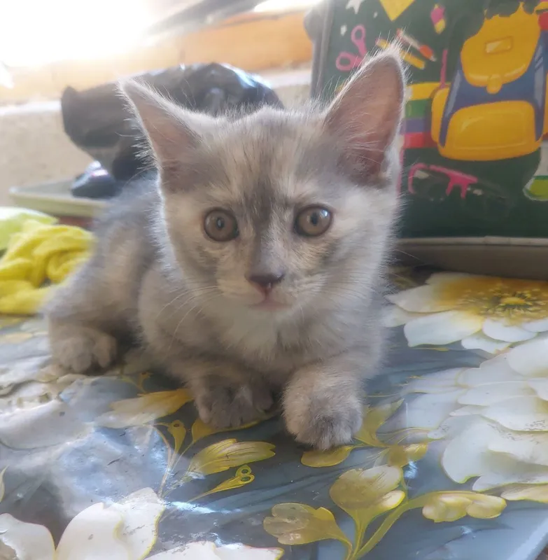 кошка в месте с детёнышами бесплатно mushuklar tekinga bervoriladi ona — фото 3 кошка в месте с детёнышами бесплатно mushuklar tekinga bervoriladi ona — фото 3