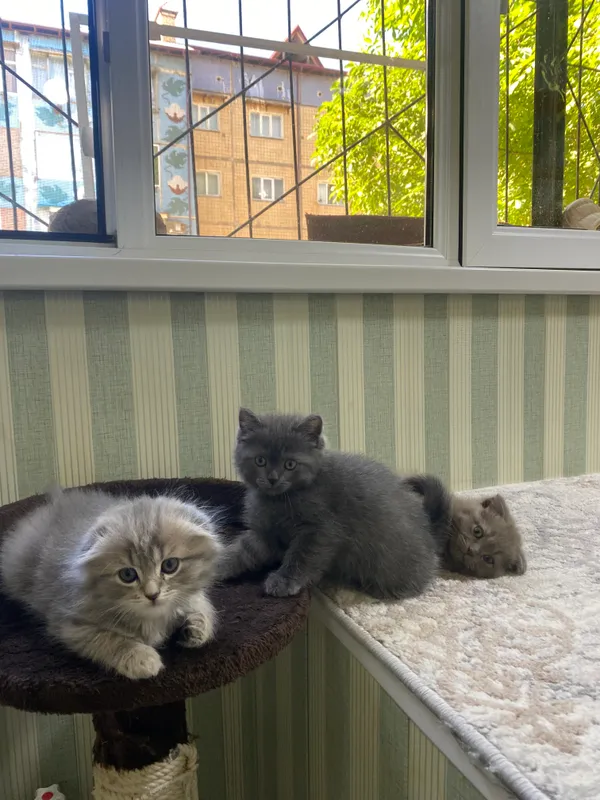 Котята — фото 1