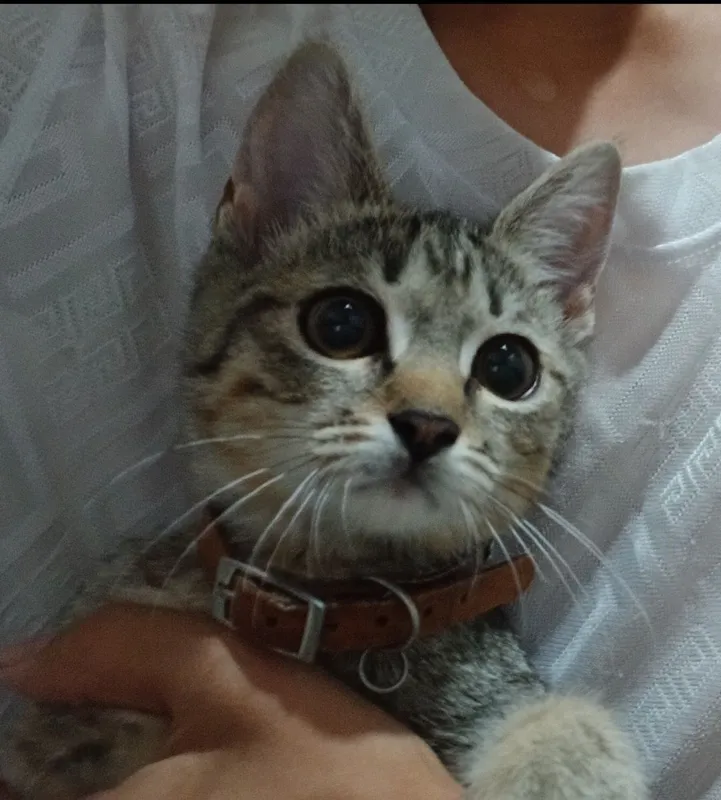 Кошка дамашний отдам даром харошие руки не званите