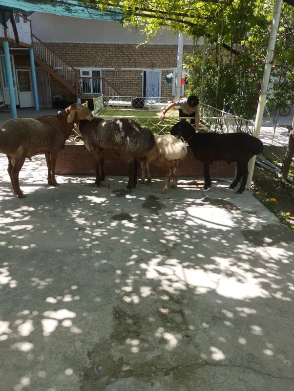 Quylar bor quloqlari butun sotiladi — фото 2
