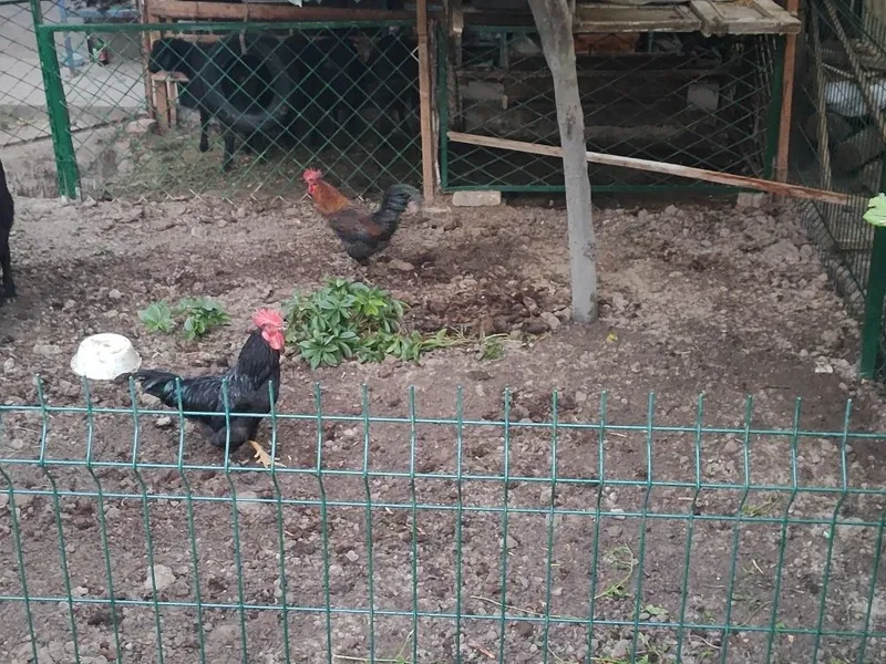 Продаётся петухи — фото 2