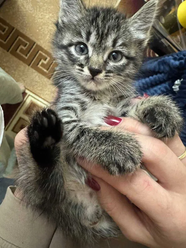 Котенок в добрые руки — фото 1