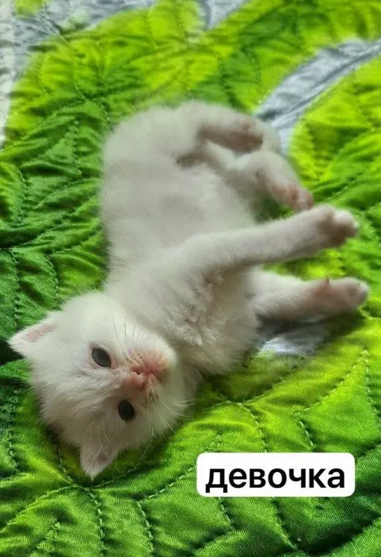 Кошечка, девочка