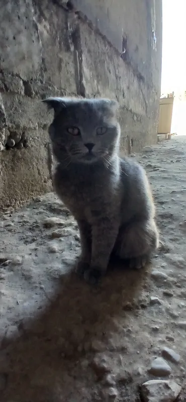 Кошка