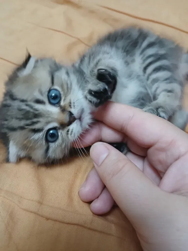 кот кот